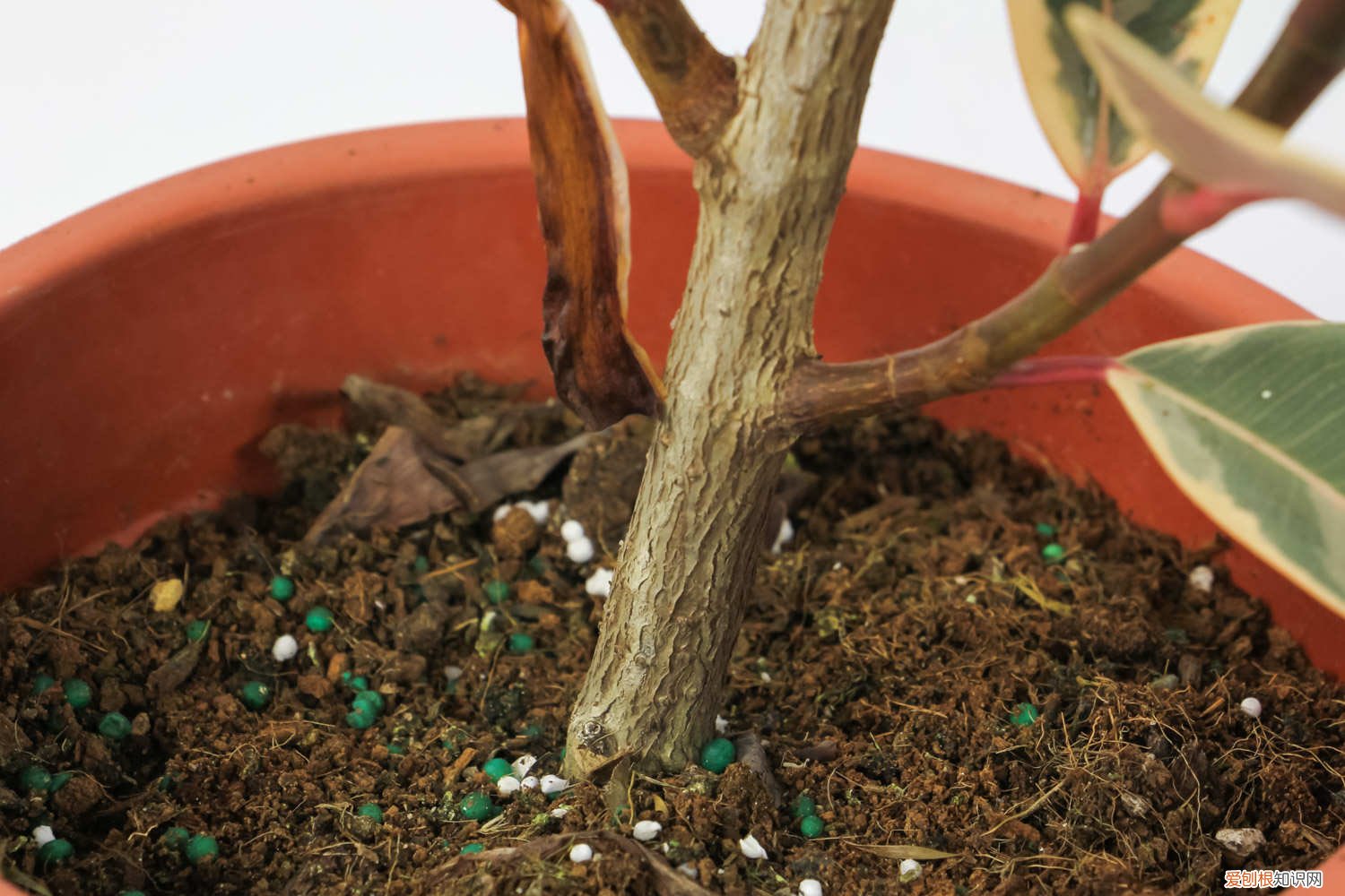 橡皮树怎么繁殖视频 橡皮树怎么繁殖