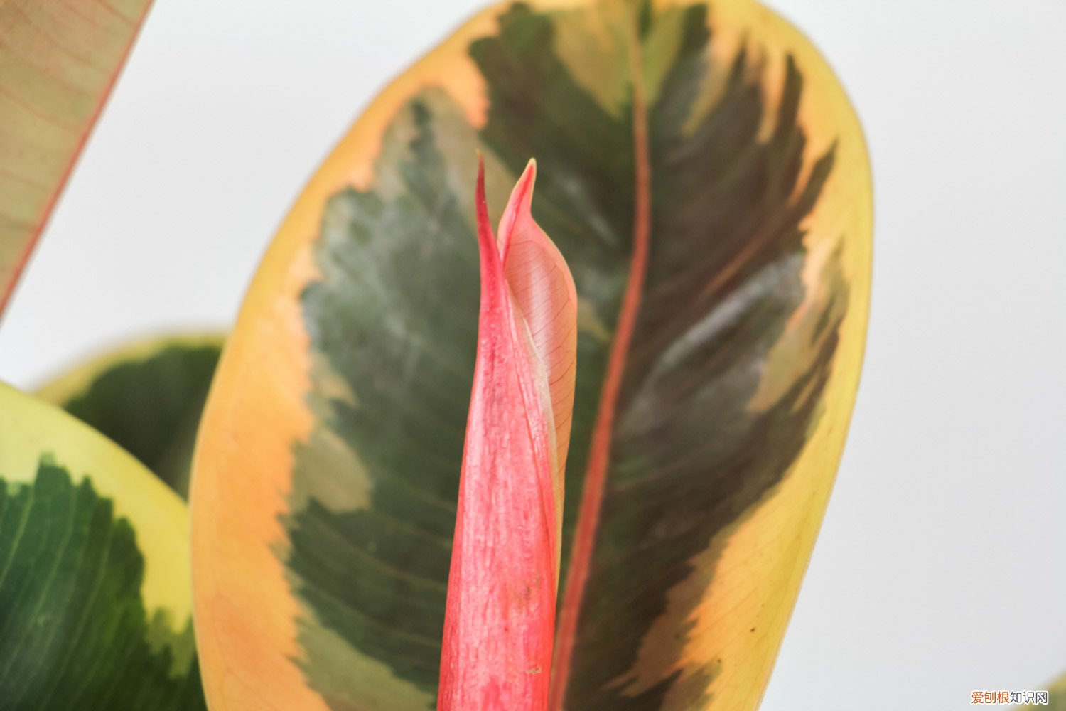 橡皮树怎么繁殖视频 橡皮树怎么繁殖