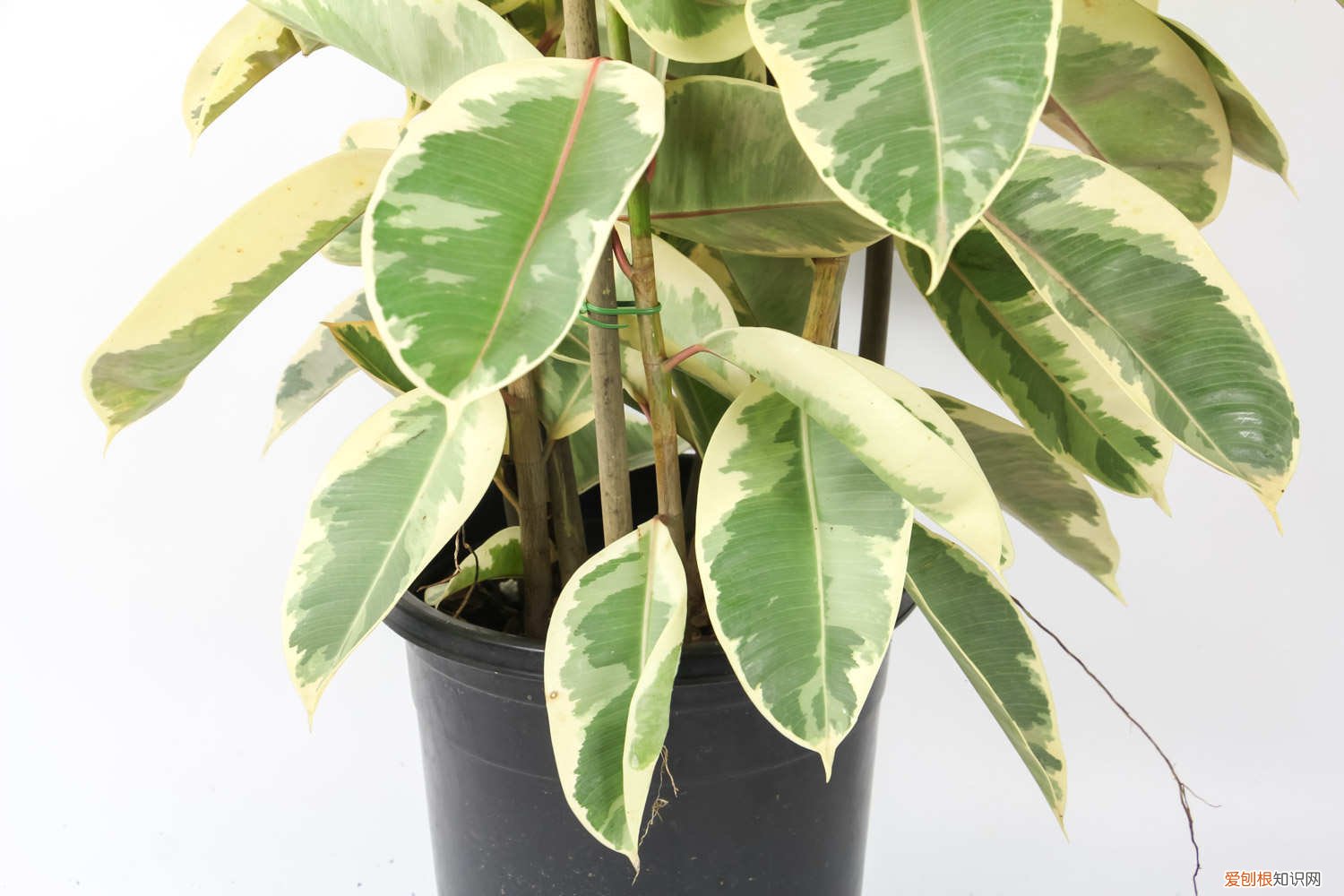 橡皮树怎么繁殖视频 橡皮树怎么繁殖