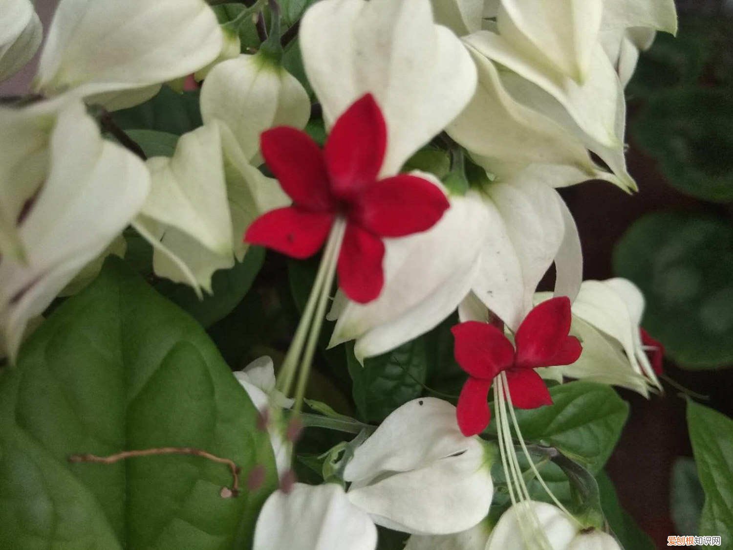 龙吐珠怎么养开花多的 龙吐珠怎么养开花多