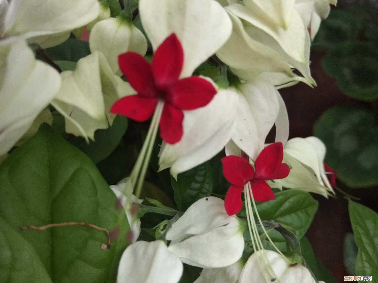 龙吐珠怎么养开花多的 龙吐珠怎么养开花多