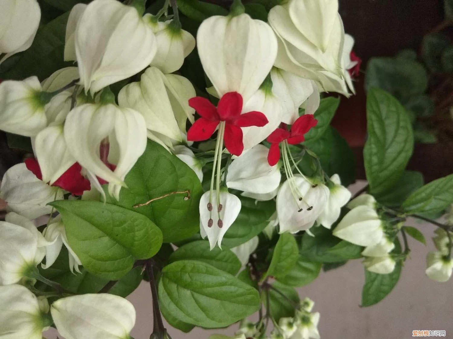 龙吐珠怎么养开花多的 龙吐珠怎么养开花多