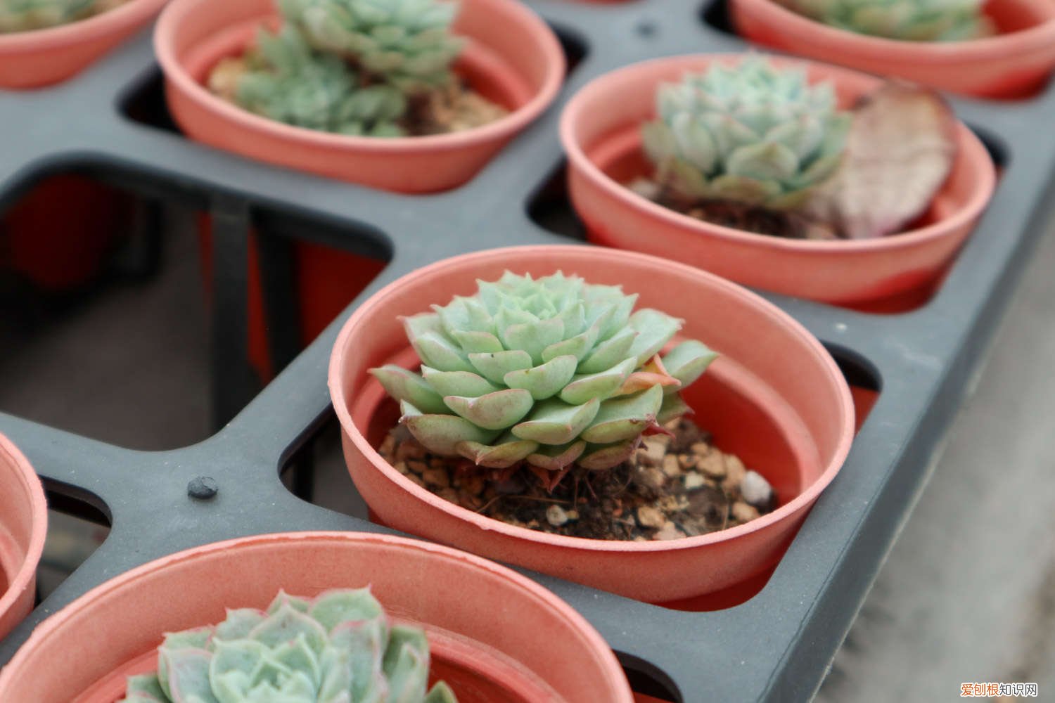 多肉剪了根洗完直接种 新买的多肉要洗根吗