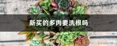 多肉剪了根洗完直接种 新买的多肉要洗根吗