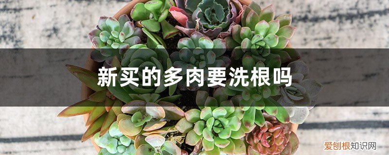 多肉剪了根洗完直接种 新买的多肉要洗根吗