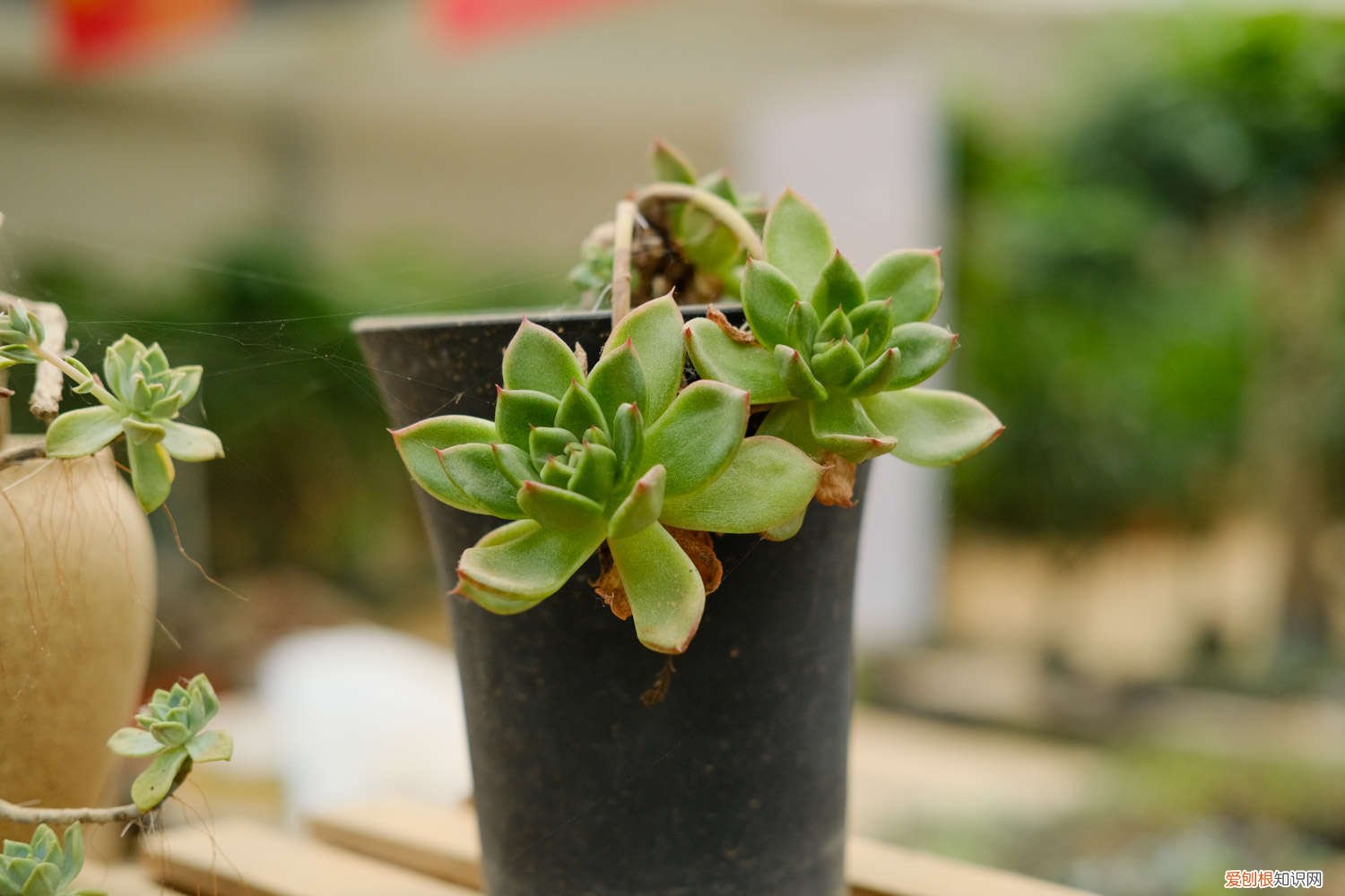 多肉剪了根洗完直接种 新买的多肉要洗根吗