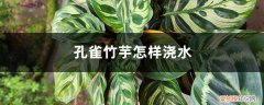 孔雀竹芋水浇多了补救措施 孔雀竹芋怎样浇水