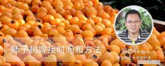柿子树嫁接时间和方法的视频 柿子树嫁接时间和方法