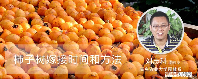 柿子树嫁接时间和方法的视频 柿子树嫁接时间和方法
