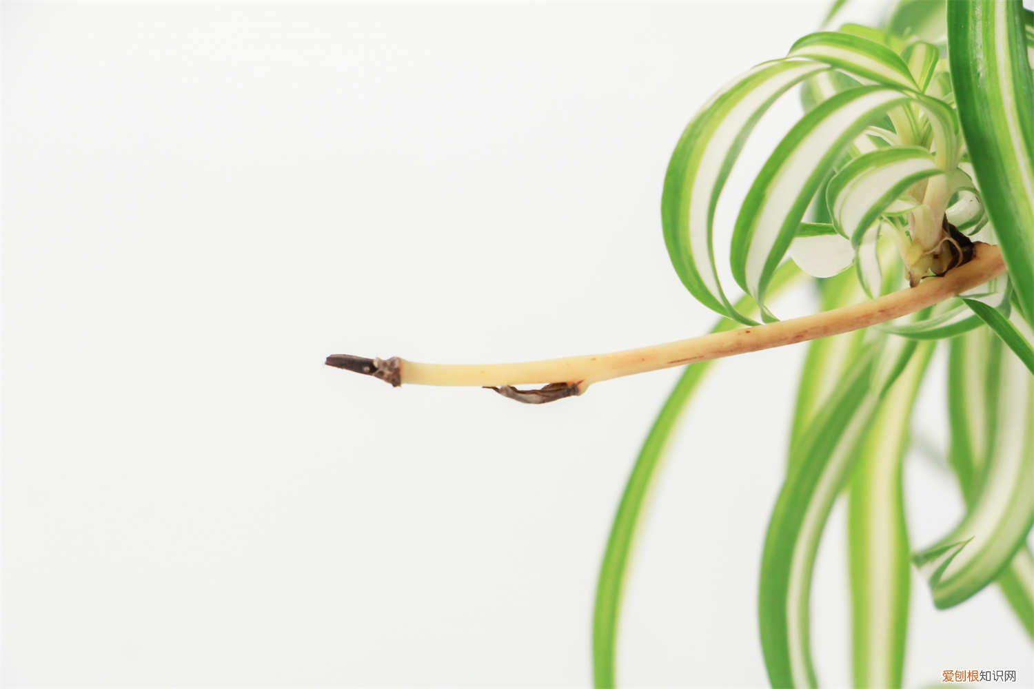 吊兰施什么肥好? 吊兰施什么肥料长得好，吊兰花图片