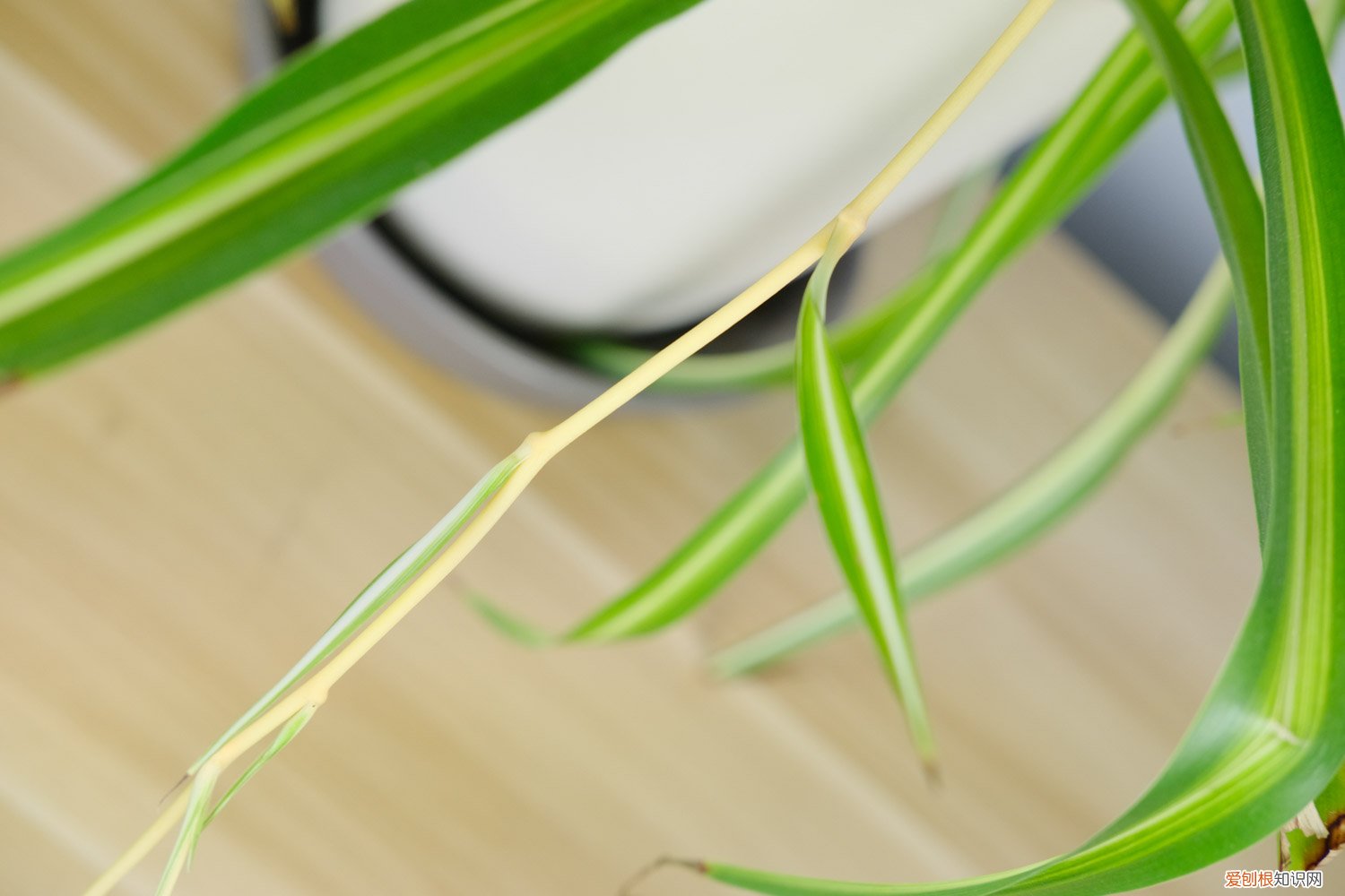 吊兰施什么肥好? 吊兰施什么肥料长得好，吊兰花图片