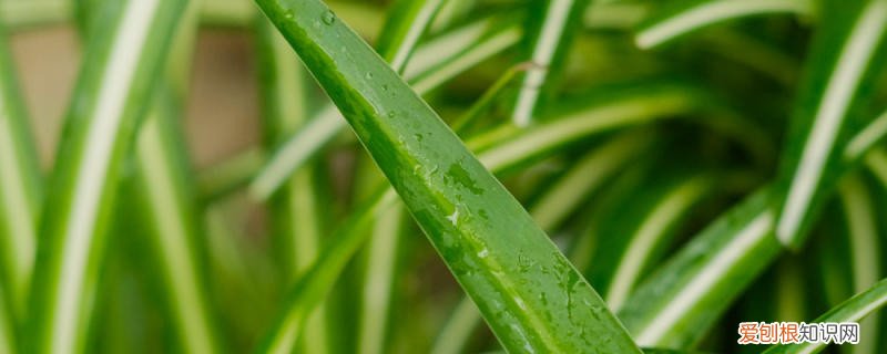 吊兰施什么肥好? 吊兰施什么肥料长得好，吊兰花图片