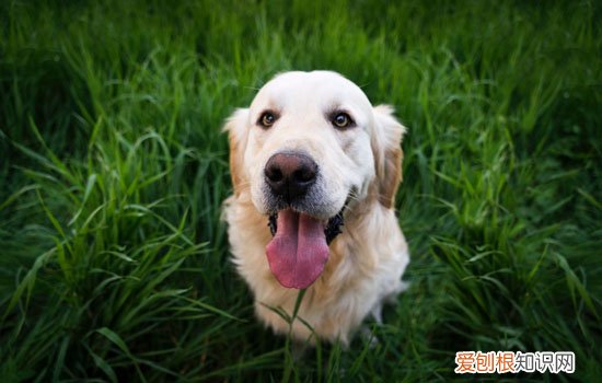 金毛喂馒头和饭行吗 金毛喂馒头和饭可以