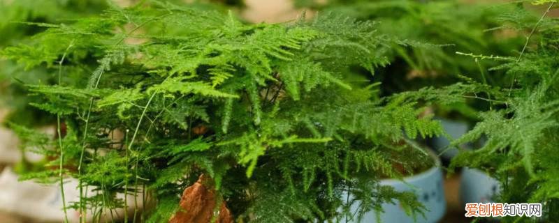 文竹怎么养不黄叶 文竹怎么养?