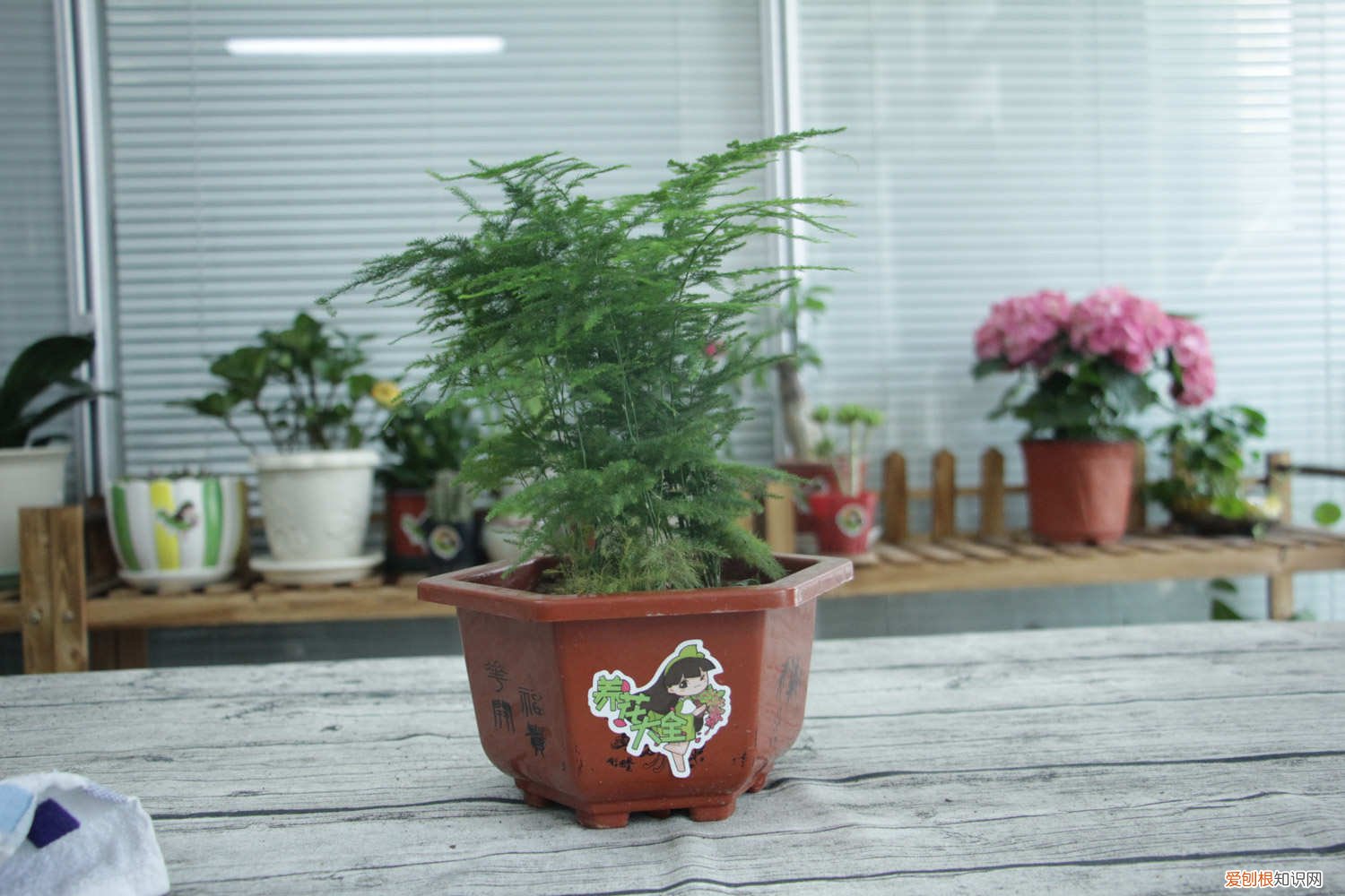 文竹怎么养不黄叶 文竹怎么养?