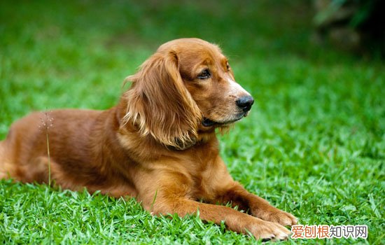 金毛怕不怕冷 金毛是怕冷的