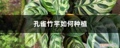 孔雀竹芋怎么种植 孔雀竹芋如何种植