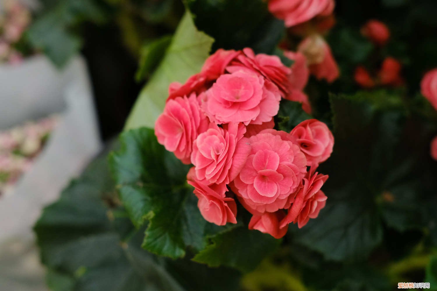 丽格海棠怎么养才不烂茎 丽格海棠怎么养