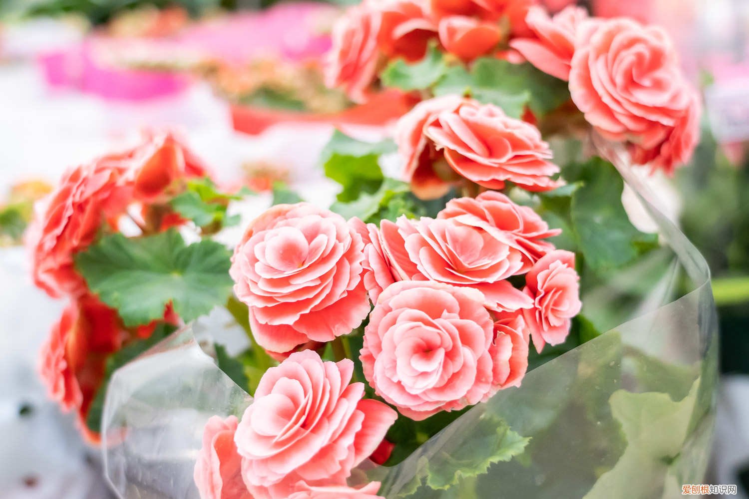 丽格海棠怎么养才不烂茎 丽格海棠怎么养