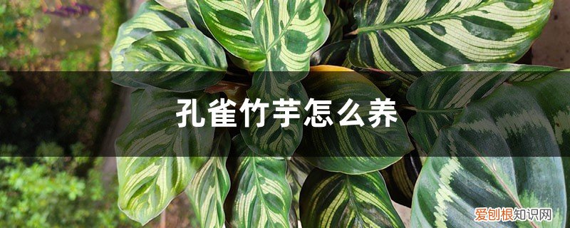 孔雀竹芋怎么养长得快 孔雀竹芋怎么养