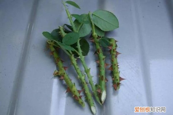 花可以用白糖加水浇吗 1勺白糖兑水里,用来浇花,植物蹭蹭长不停!