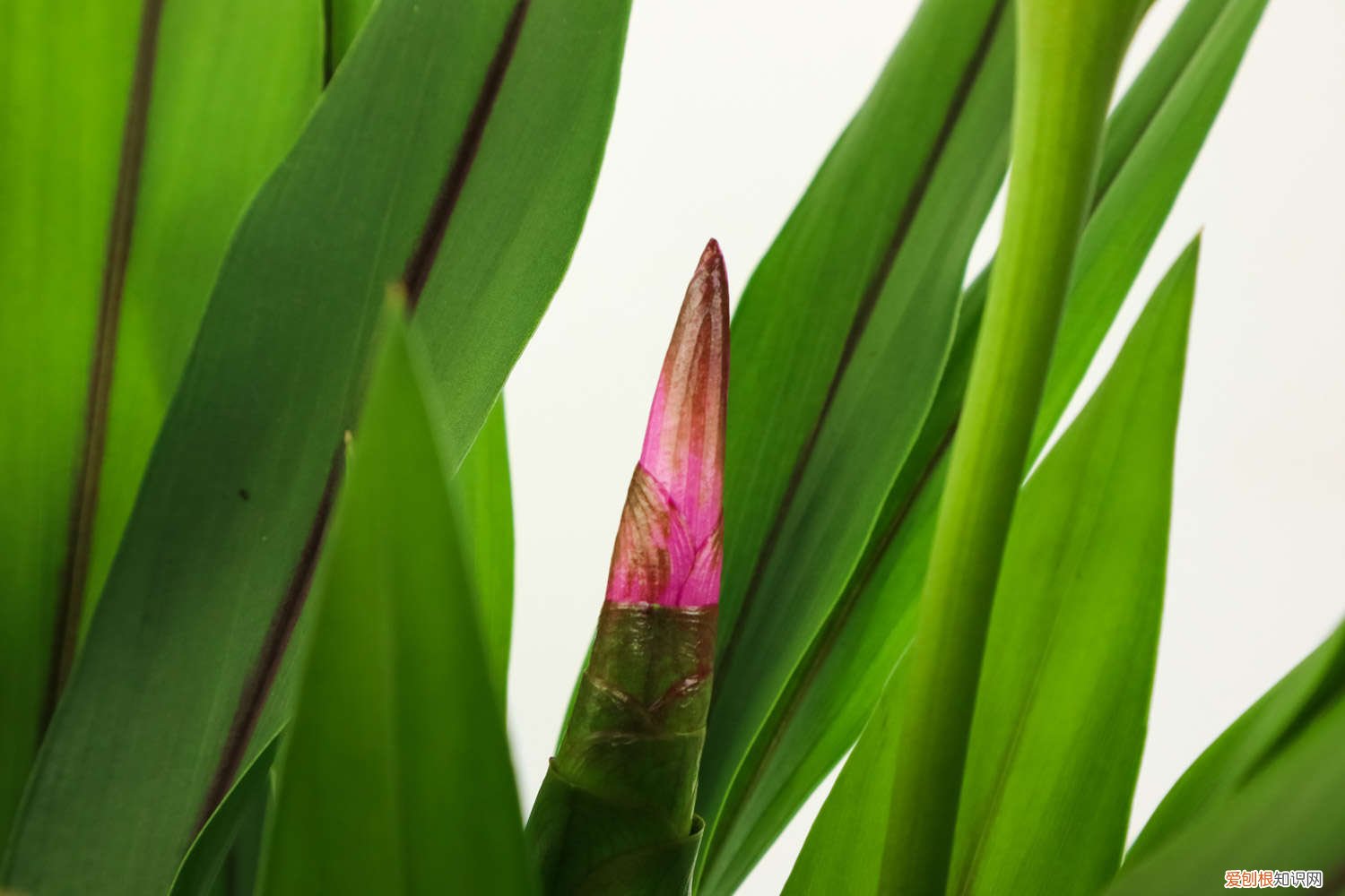 姜荷花怎么养殖喜阴还是喜阳 姜荷花怎么养