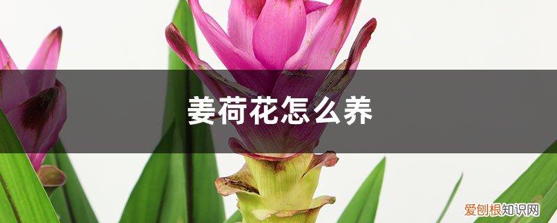 姜荷花怎么养殖喜阴还是喜阳 姜荷花怎么养