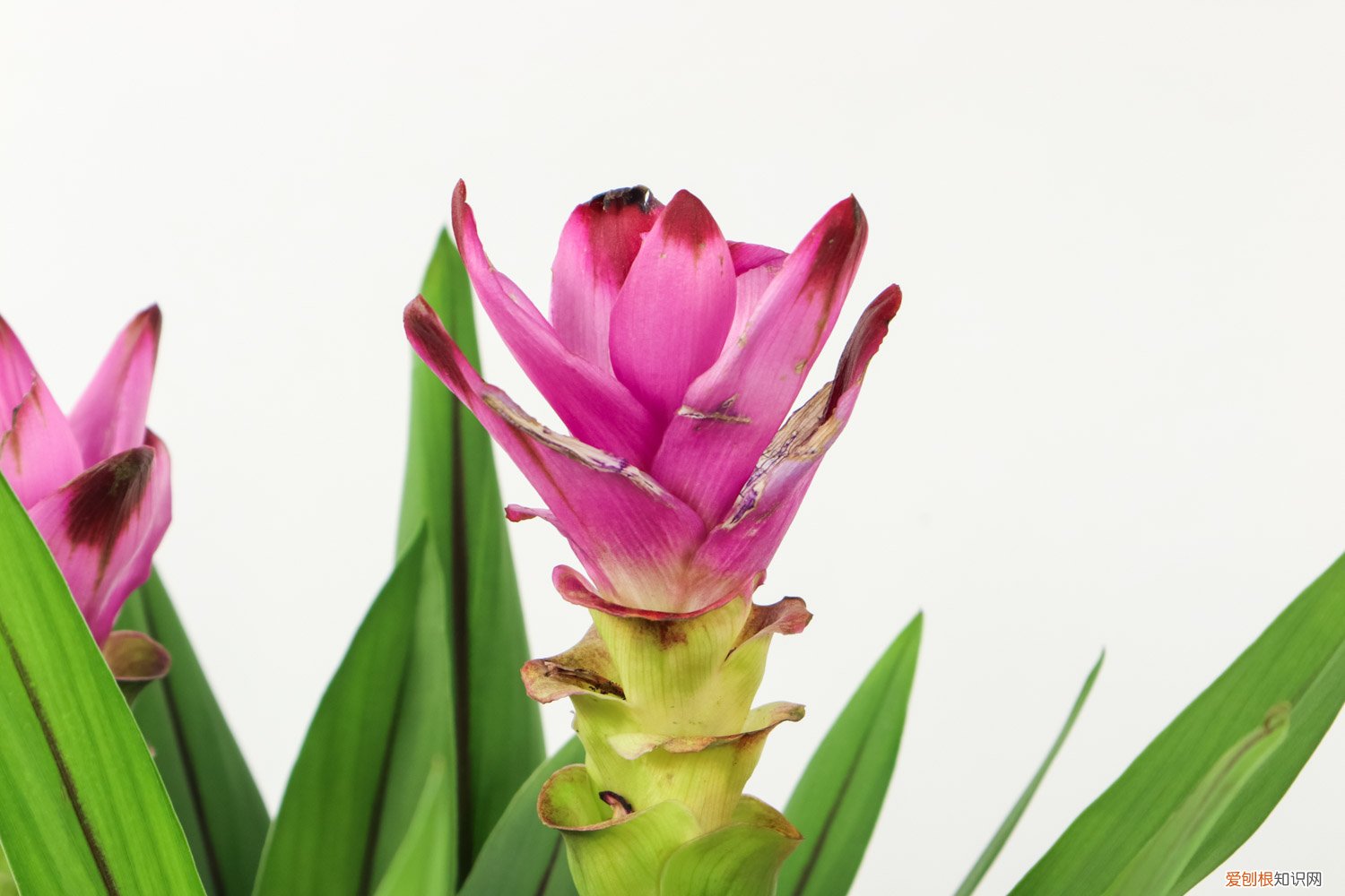 姜荷花怎么养殖喜阴还是喜阳 姜荷花怎么养