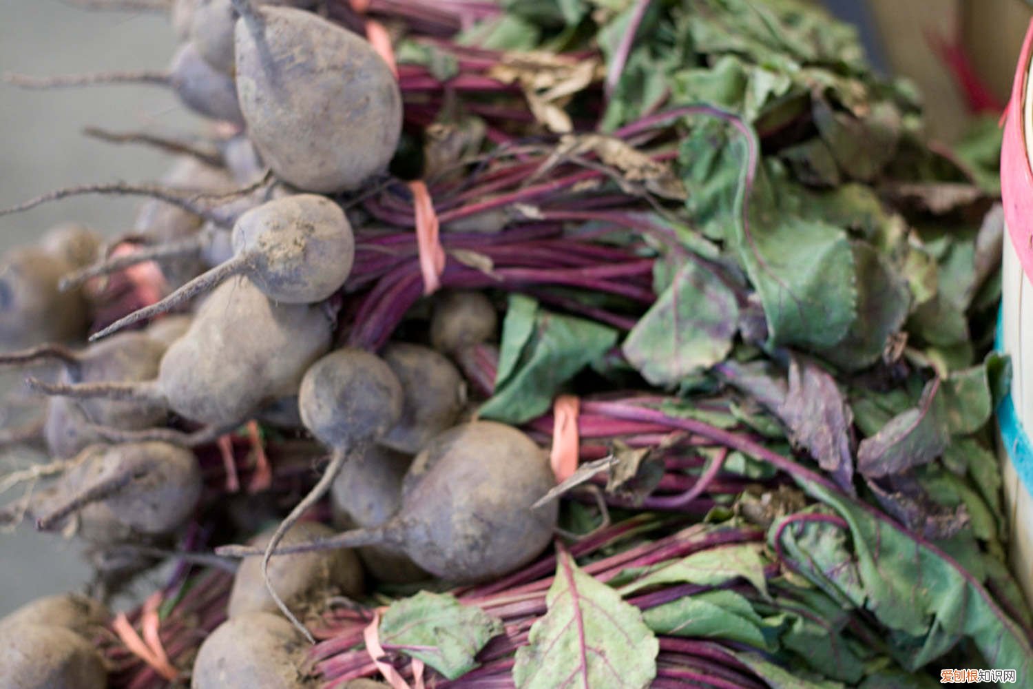 萝卜的栽种方法 种萝卜的方法和步骤