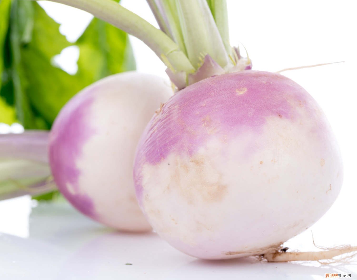 萝卜的栽种方法 种萝卜的方法和步骤