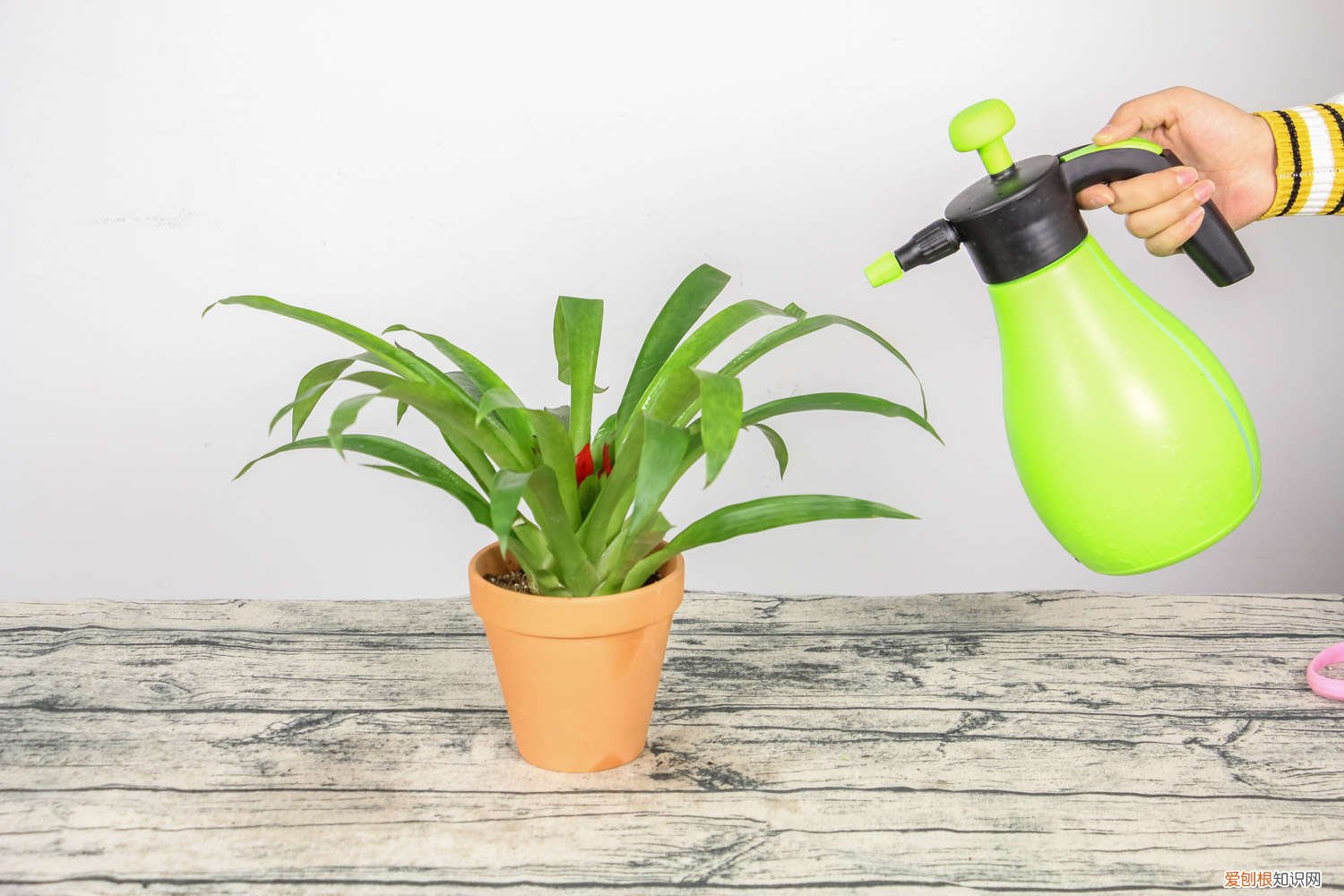 鸿运当头花谢了是什么样子 鸿运当头花谢了怎么办