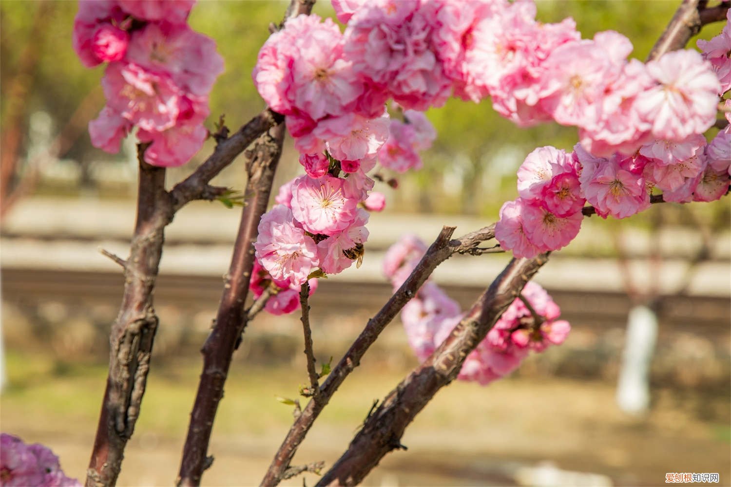 榆叶梅的养殖方法和注意事项 榆叶梅怎么繁殖