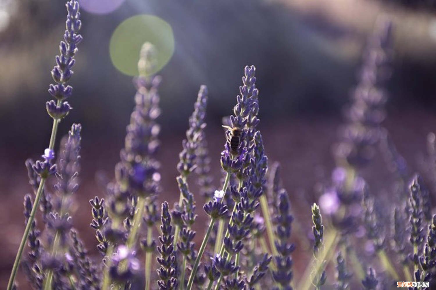 薰衣草种子什么季节可以种 薰衣草种子的种植方法及时间