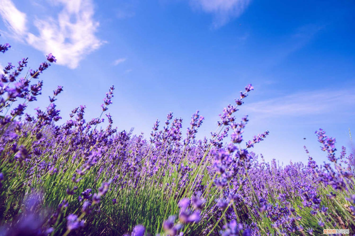 薰衣草种子什么季节可以种 薰衣草种子的种植方法及时间