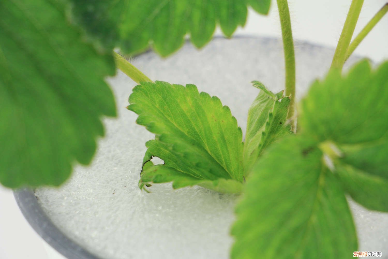 四季草莓的种植方法和技术图片 四季草莓的种植方法和技术