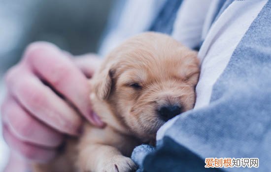 小狗多少天可以吃狗粮 小狗30天之后可以吃狗粮