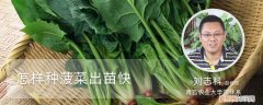 菠菜怎样播种出的快 怎样种菠菜出苗快
