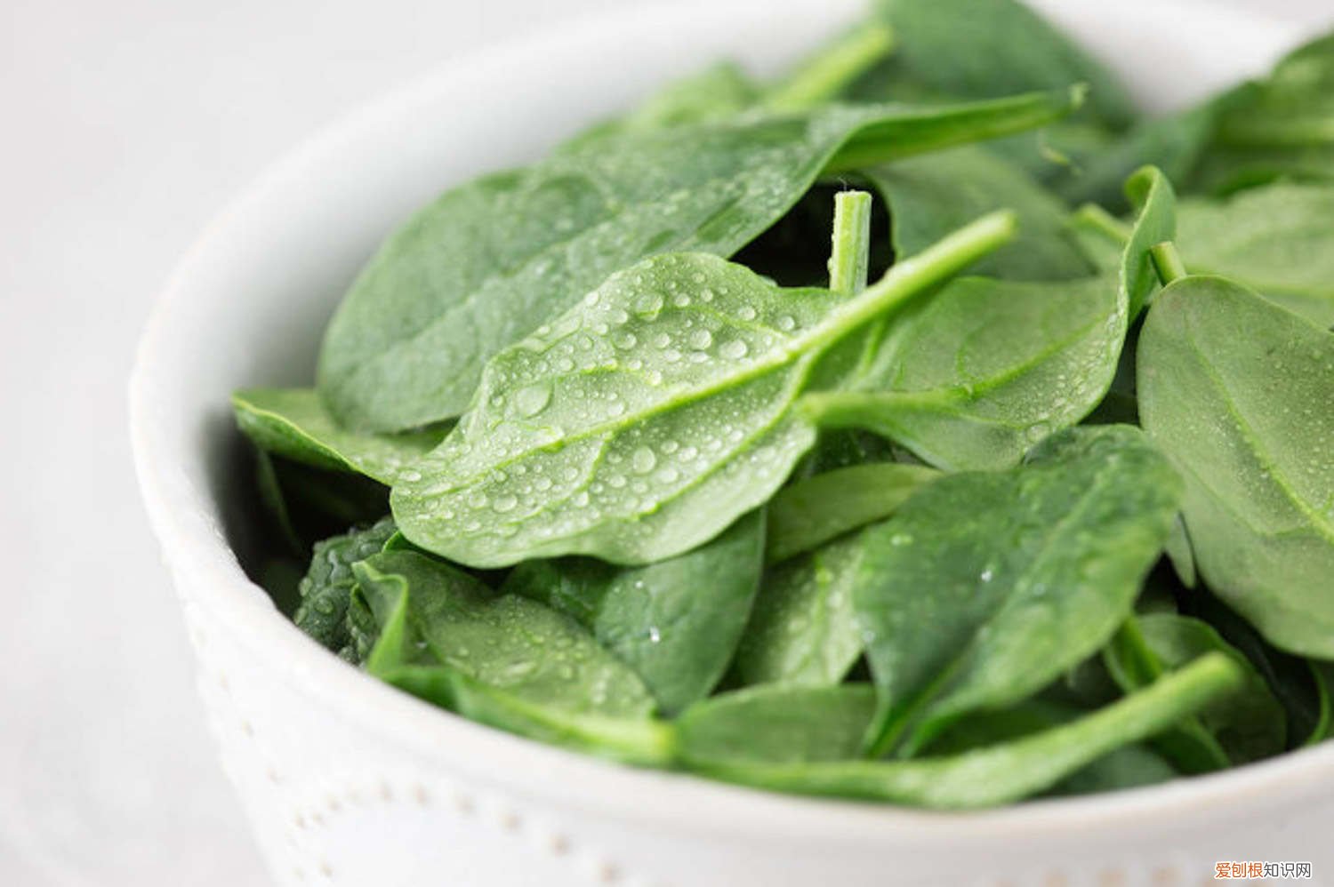 菠菜怎样播种出的快 怎样种菠菜出苗快