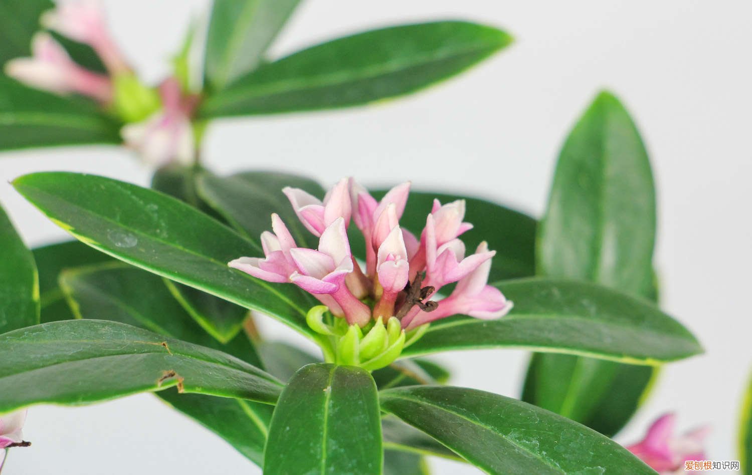 金边瑞香的养殖方法和注意事项视频 金边瑞香的养殖方法和注意事项