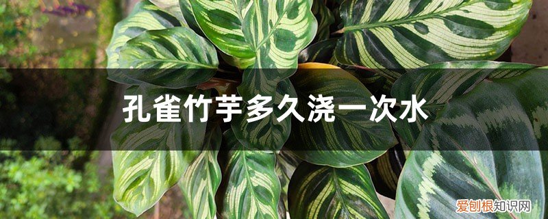 孔雀竹芋移栽时浇透水吗 孔雀竹芋多久浇一次水