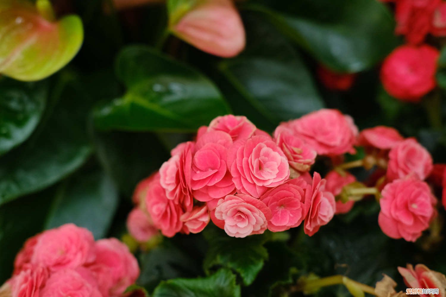 丽格海棠修剪后多久开花 丽格海棠如何修剪