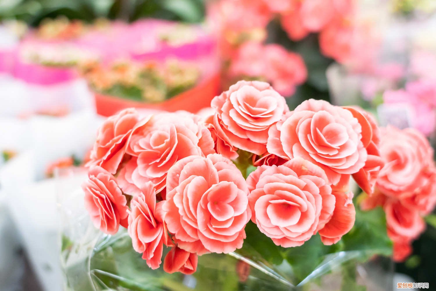 丽格海棠修剪后多久开花 丽格海棠如何修剪