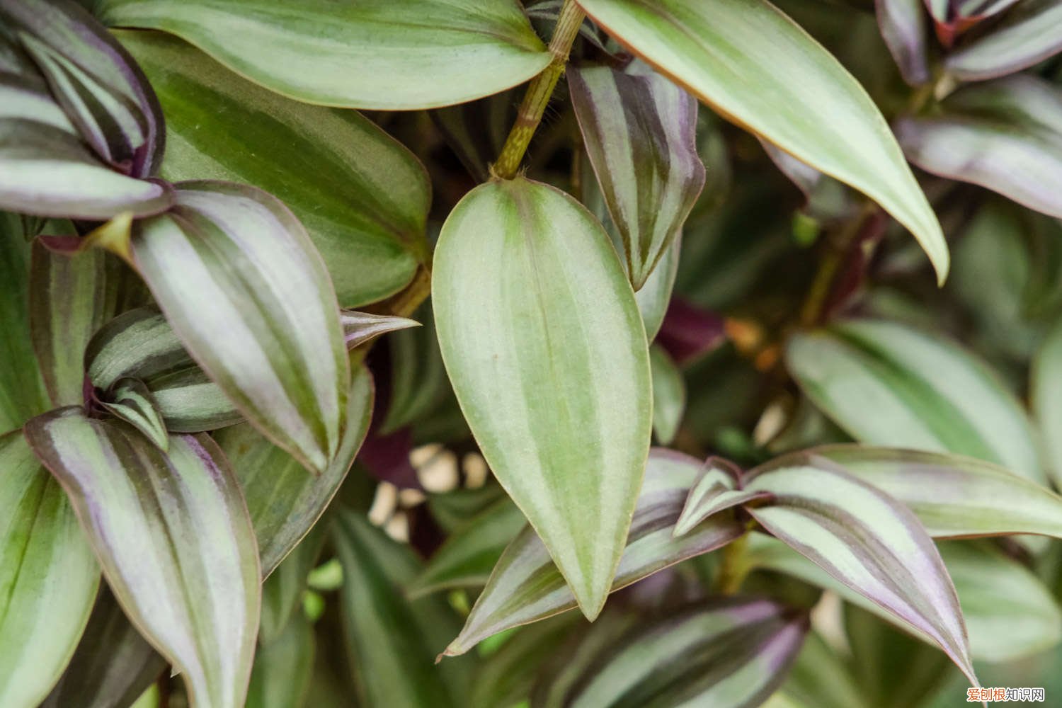 吊竹梅如何扦插才能爆盆 吊竹梅怎样插扦爆盆