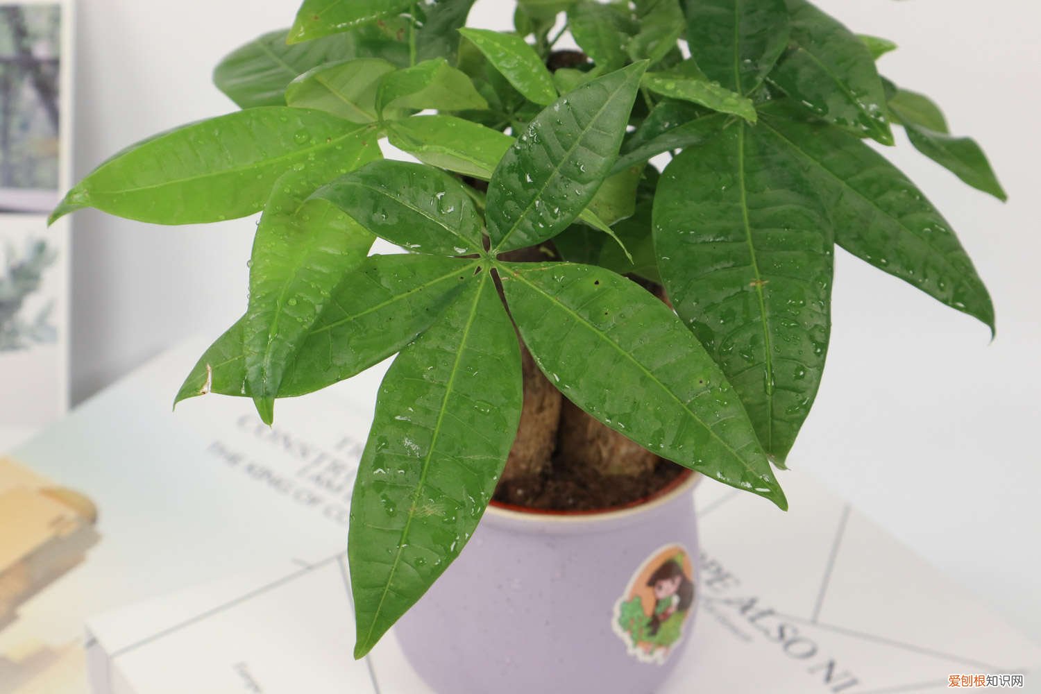 水培发财树冬天怎么养 发财树冬天怎么养