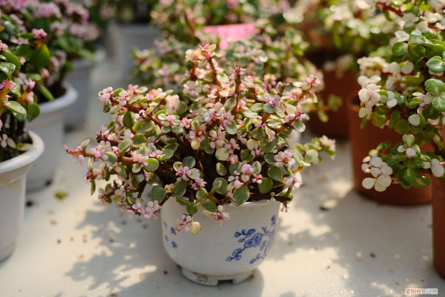 雅乐之舞的养殖方法和注意事项养殖日记 雅乐之舞的养殖方法和注意事项