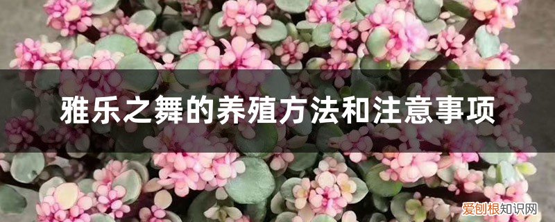 雅乐之舞的养殖方法和注意事项养殖日记 雅乐之舞的养殖方法和注意事项