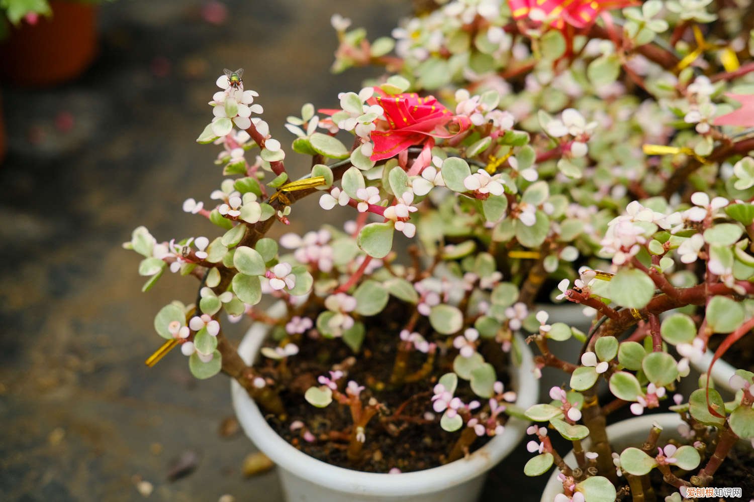 雅乐之舞的养殖方法和注意事项养殖日记 雅乐之舞的养殖方法和注意事项