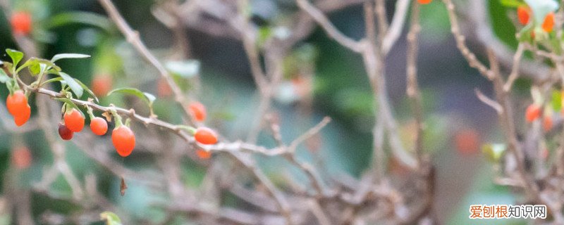 枸杞树修剪方法 枸杞树修剪的口诀