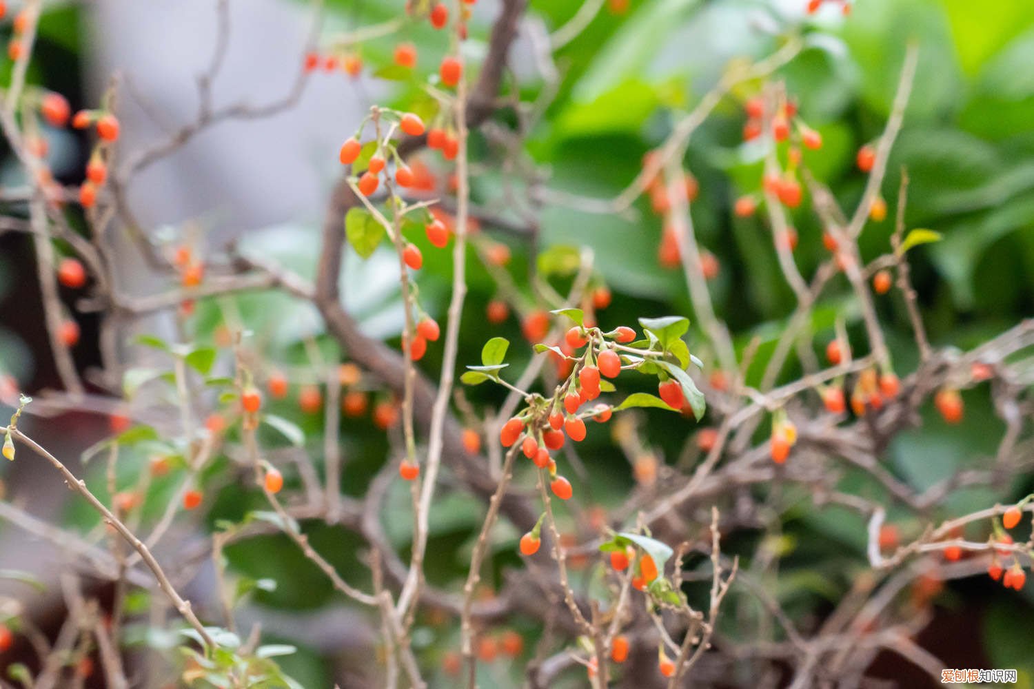 枸杞树修剪方法 枸杞树修剪的口诀