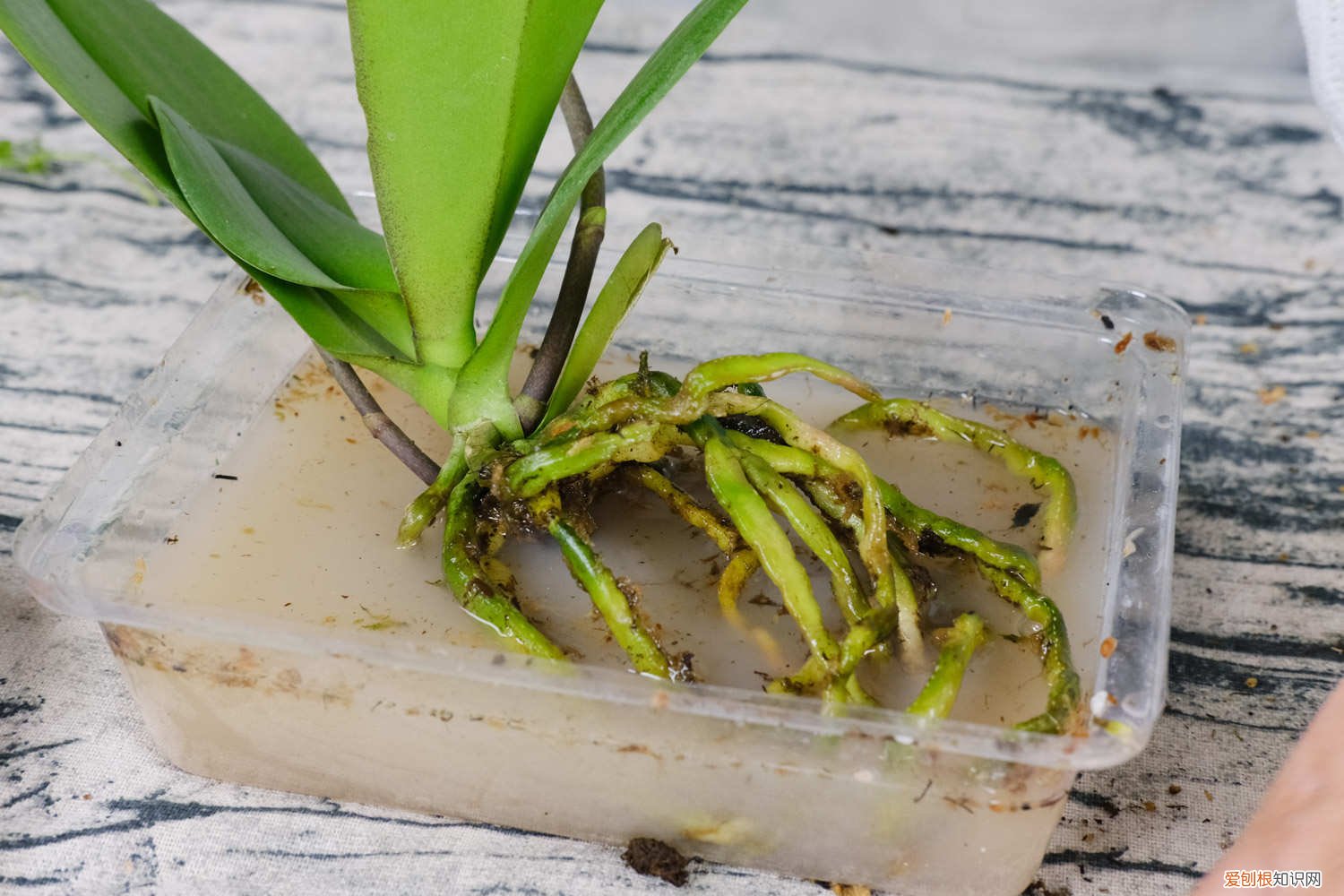 冬天蝴蝶兰的养殖方法和注意事项 蝴蝶兰的养殖方法和注意事项